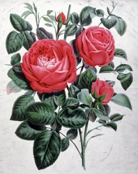 Roser, ca. 1850 (gravering)