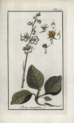 Rundbladet Pyrole (Pyrola rotundifolia). Litografi fra “Afbeelding der Artseny-Gewassen” av Johannes Zorn (1739-1799), Nederland