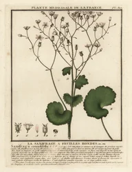 Rundbladet saxifrage, Saxifraga rotundifolia.