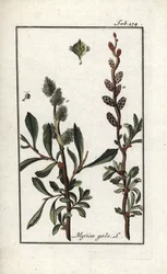 Kongelig pepper eller myrmyrt (Myrica gale). Litografi fra “Afbeelding der Artseny-Gewassen” av Johannes Zorn (1739-1799), Nederland