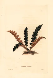 Rustryggbregne, Ceterach officinarum (Grammitis ceterach). Håndkolorert kobberstikk av George Cooke etter George Loddiges fra Conrad Loddiges#39; botaniske kabinett, Hackney