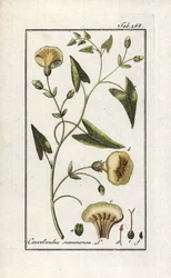 Scamonee (Convolvulus scammonia). Litografi fra “Afbeelding der Artseny-Gewassen” av Johannes Zorn (1739-1799), Nederland