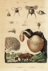 Sjøsnegler, Diacavolinia limbata og Diacria trispinosa 1-10, og Hydnum-sopp, pinnsvinsopp, Hydnum repandum 14, koralltannsopp, Hericium coralloides 12 osv.