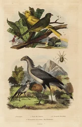 Sekretærfugl, Sagittarius serpentarius, ville og tamme kanarifugler, Serinus canaria
