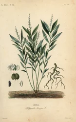 Seneca slangerot eller klapperslangerot, Polygala senega, Senega