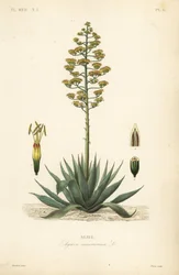 Sentry plante, århundre plante, maguey eller amerikansk aloe, Agave americana, Agave