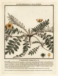 Silverweed, Potentilla anserina.    1376548   no       norwegian Successfully Translated  Original: View of the Ponte Rotto, Rome Translat: View of the Ponte Rotto, Rome 1307356 no norwegian Successfully Translated Original: Feeling: A Barber Treating a Ma