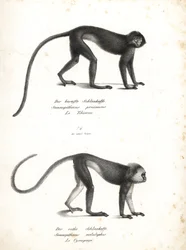 Sølvfarget lutung, Trachypithecus cristatus (Semnopithecus pruinosus) og sumatra-surili, Presbytis melalophos (Semnopithecus melalophos) er truet. Litografi av Karl Joseph Brodtmann fra Heinrich Rudolf Schinz#39; Illustrated Natural History of Animals, Zu.