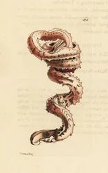 Spalteormskall, Tenagodus anguinus (Muricated serpula, Serpula muricata). Illustrasjon tegnet og gravert av Richard Polydore Nodder. Håndkolorert kobberstikk fra George Shaw og Frederick Nodders The Naturalist#39;s Miscellany, London.