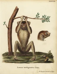 Saktegående lemur eller rød slanklori, Loris tardigradus. Truet. Lemur tardigradus Linn. Håndkolorert kobberplate tegnet og gravert etter naturen av Hermann Jakob Tyroff fra Johann Christian Daniel Schrebers Animal Illustrations after Nature, eller Sch