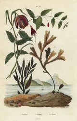 Slangehodefritillary, Fritillaria meleagris 1, kolibrifuchsia, Fuchsia magellanica 2, tanntang, Fucus serratus 3 og Fucus siliqueux 4. Fritillaire, Fuchsie, Fucus