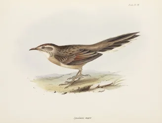 Spinetail, Sør-Amerika, ca 1832-1836