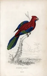 Praktfull papegøye (Psittacus gloriosus). Platycerus elegans. Litografi av Joseph Kidd, basert på en tegning av John Audubon, i Miscellany of Natural History: Parrots, Sir Thomas D.K. Lauder og kaptein Thomas Brown, utgitt i Edinburgh, Skottland, i 1833.