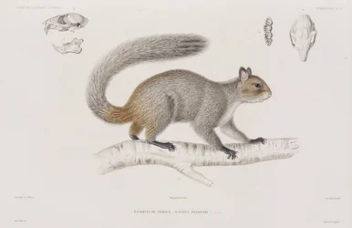 Ekorn