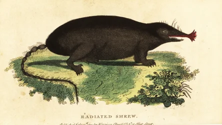 Stjerneneset føflekk, Condylura cristata., 1800 (gravering)