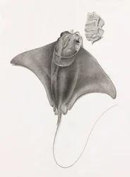 Stingray, nærbilde fra toppen