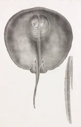 Stingray, nærbilde sett forfra