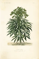 Stinkende hellebore, Helleborus foetidus, Hellebore fetide