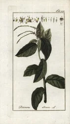 Stinkende verbena eller hvitløksliana (Petiveria alliacea). Litografi fra «Afqeding der Artseny-Gewassen» av Johannes Zorn (1739–1799), Nederland