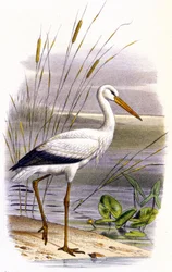 Stork, ca. 1850 (litografi)
