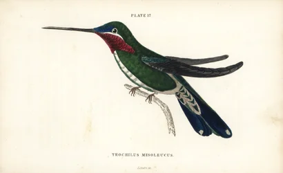 Stripebrystet stjernestrupe, Heliomaster squamosus (Hvitstripete kolibri, Trochilus mesoleucus). Håndkolorert stålgravering av William Lizars fra Sir William Jardines naturalistbibliotek: Ornitologi: Kolibrier bind 2, Edinburgh, WH Lizars