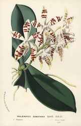 Sumatra phalaenopsis-orkide, Phalaenopsis sumatrana. Håndkolorert litografi fra Louis van Houtte og Charles Lemaires Blomster i hagene og drivhusene i Europa, Flore des Serres et des Jardins de l#39;Europe, Ghent, Belgia.
