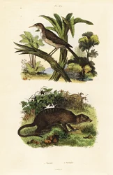 Sunbird og surikat., 1834-1839 (gravering)
