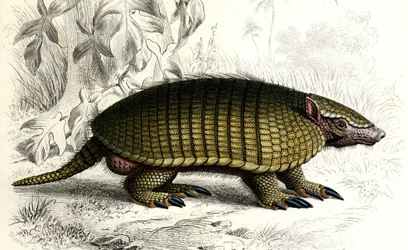 Omfavnet armadillo (Dasypus sexeinetus), tannløse pattedyr. I «Universal Dictionary of Natural History» av Mr. Charles D#39;Orbigny