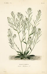 Thalekarse, museørekarse eller arabidopsis, Arabidopsis thaliana, Arabis thaliana, Arabette rameuse