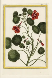 Kapusineren. Hagekarse, Tropaeolum majus. Håndkolorert etsning fra Pierre Joseph Buchoz #39;Verdifull og illuminert samling av de vakreste og mest kuriøse blomstene, dyrket både i hagene i Kina og i Europa, Paris