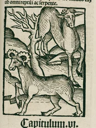 Elgen