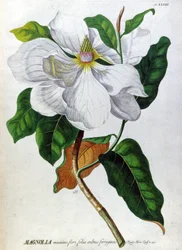 Magnoliaen