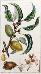 Mandeltreet, ca. 1801–1850 (gravering)