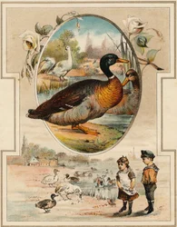 Anda. Gravering i "Mon premier Grand Alphabet". Bernardin-Bechet Edition, Paris, ca 1890. Illustrasjoner av A. des Lilleuls. Ingen side, 46 sider. Mål: 31x22 cm.