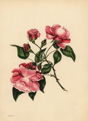 Den alltid blåsende rosen, skjønnhet alltid ny