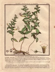 Gratiole officinale (Gratiola officinalis). Venøs plante, beskrivelse av plante, stilk, blader, blomster og røtter. Detaljer av kalk, pistil og kapsel. Eau forte en couleurs 1700-tallet, i Herbier de la France (1780-1793), tegning, gravering og p