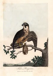 Pelerinefalken. Farget kobberstikk av George Graves, i British Ornithology