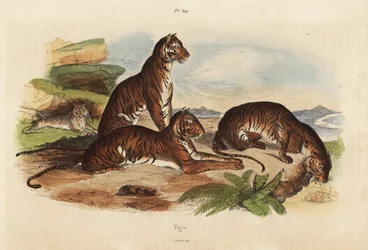 Tigre, Panthera tigris, truet