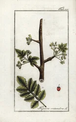 Tomentose eller tacamac tyggegummi (Elaphrium tomentosum). Litografi fra “Afbeelding der Artseny-Gewassen” av Johannes Zorn (1739-1799), Nederland