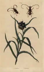 Trachyderes succinatus 1, Trachyderes mandibularis 2 og Virginia edderkoppurt, Tradescantia virginiana 3