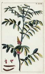 Ekte indigo, Indigofera tinctoria.