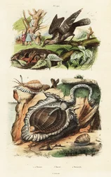 Tunskjell og eurasisk wryneck.