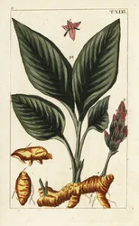 Gurkemeie, Curcuma longa.