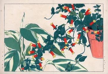 Tofarget manettie i potte og dikadam eller urt med piler. Firecracker-ranke, Manettia bicolor, i en blomsterpotte og pilrot, Maranta arundinacea. Håndkolorert tresnitt fra Konan Tanigamis «Seiyou Sokazufu» (Bildealbum med vestlige planter og