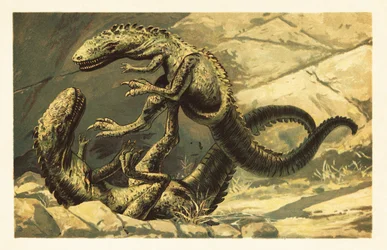 To kjempende Dryptosaurus aquilunguis.1908 (litografi)