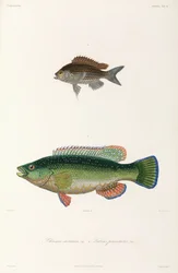 To typer fisk, Svartehavet