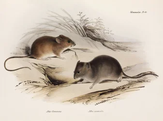 To typer mus, Sør-Amerika, ca 1832-1836
