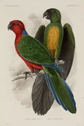 To typer papegøyer, Fiji