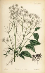 Oppreist jomfruehus, Clematis recta (Clematis erecta). Håndkolorert litografi av Henry Sowerby fra Edward Hamiltons Flora Homeopathica, Bailliere, London.