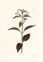 Varieté de mimule - Litografi av George Cooke, for det britiske magasinet Conrad Loddiges (1738-1826)